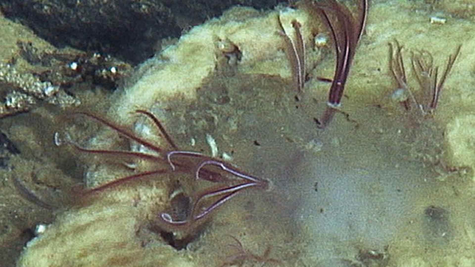 bone-eating worms