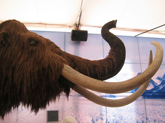 Side view of a reconstructed woolly mammoth's head