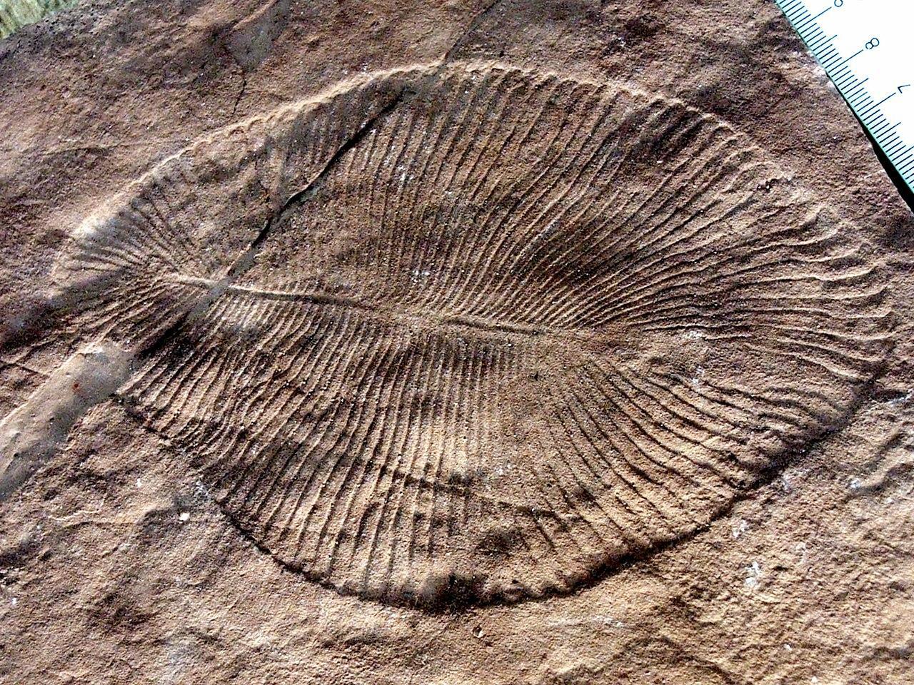 A fossil dating back to the Ediacaran period