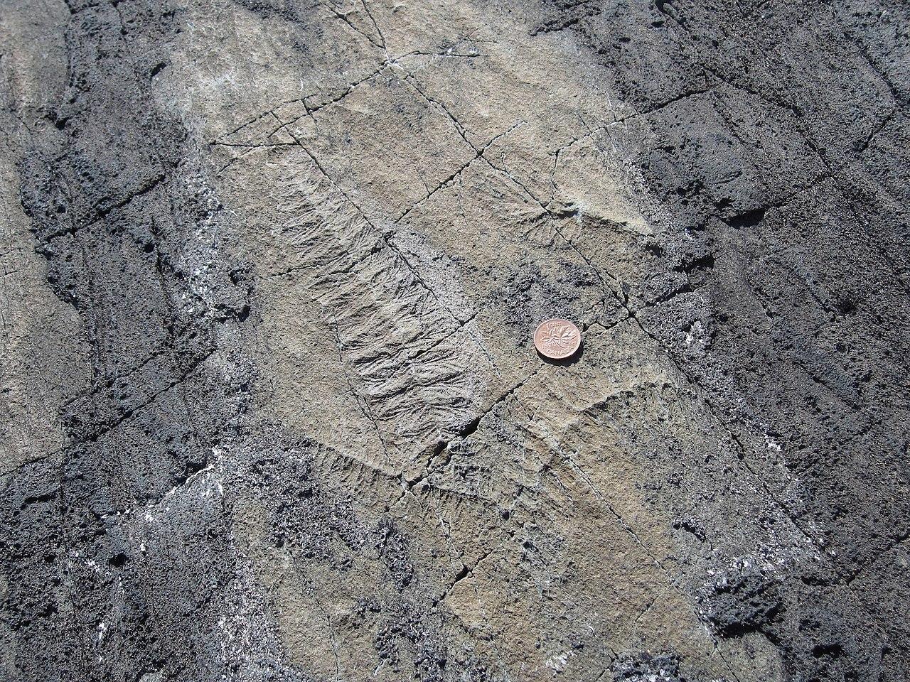 A photograph of fossils from Newfoundland