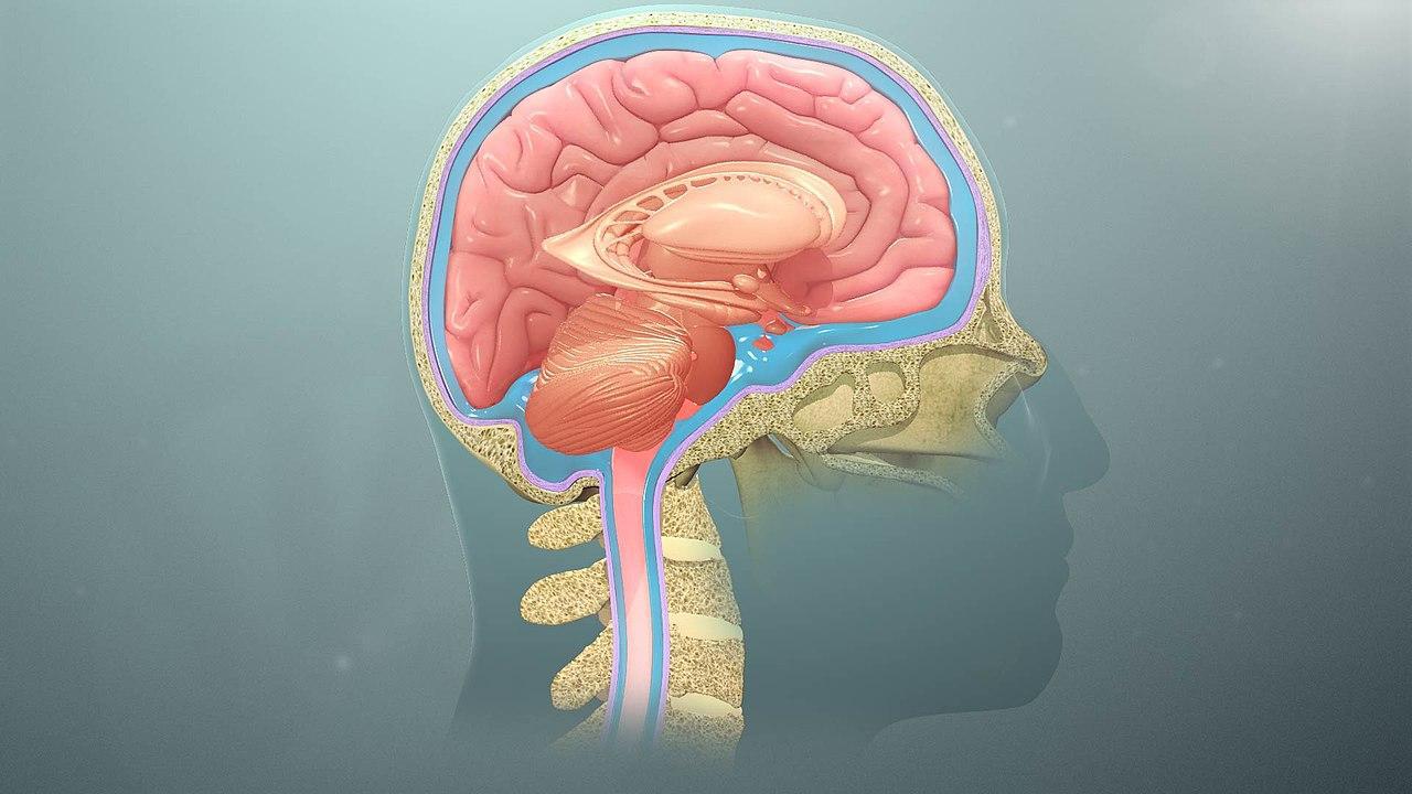 An artist's depiction of the human brain and nerves
