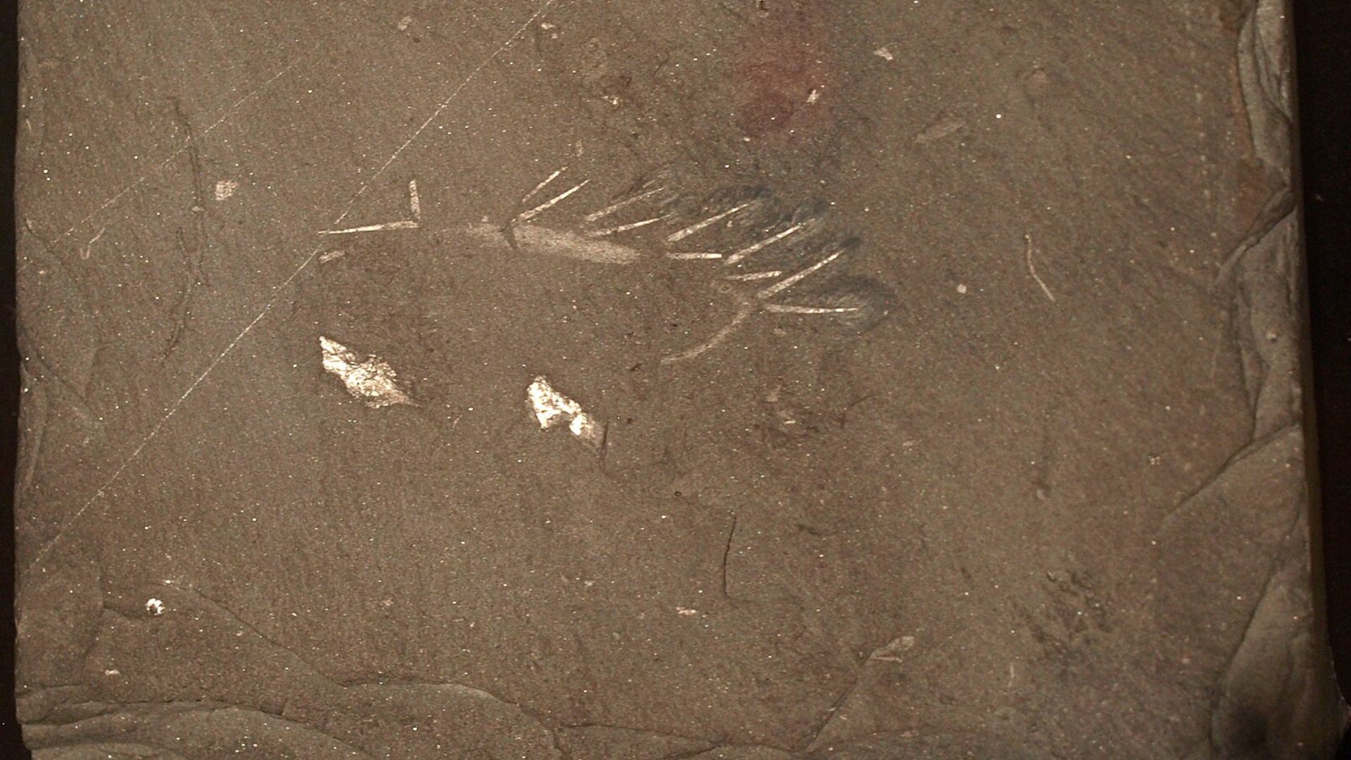 Close-up of a dark gray rock surface showing the fossilized impression of a creature with long, thin appendages radiating from a central structure