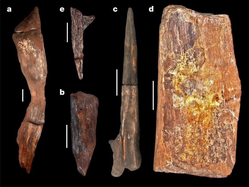 A photograph of the wooden tools found at the site