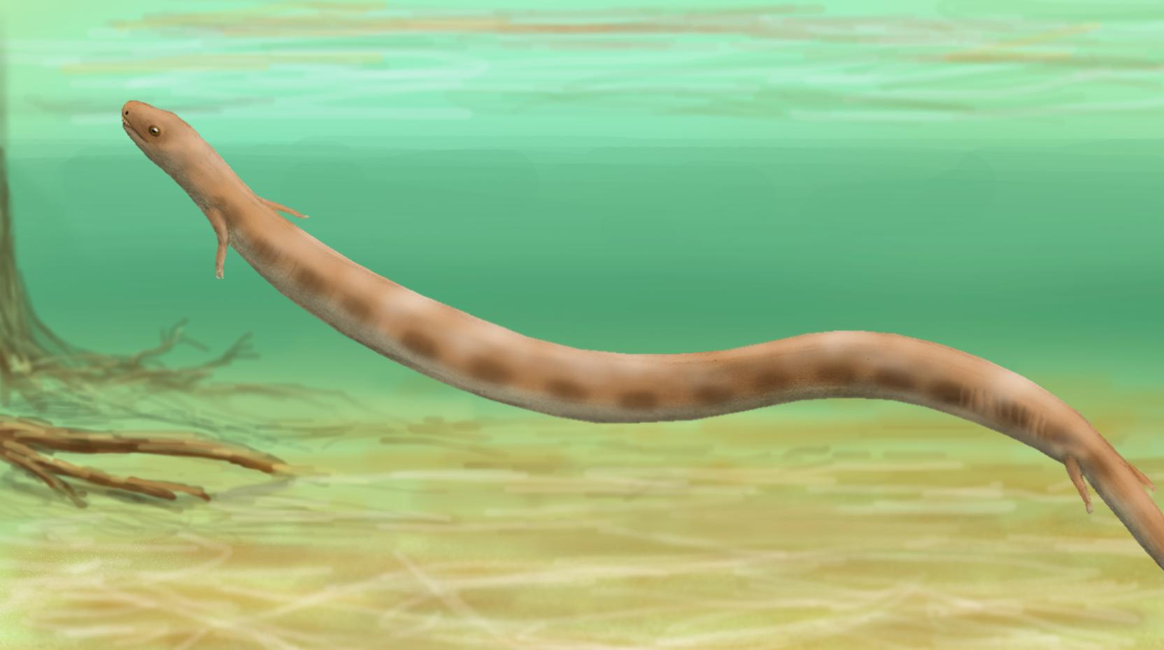 Brachydectes swimming underwater