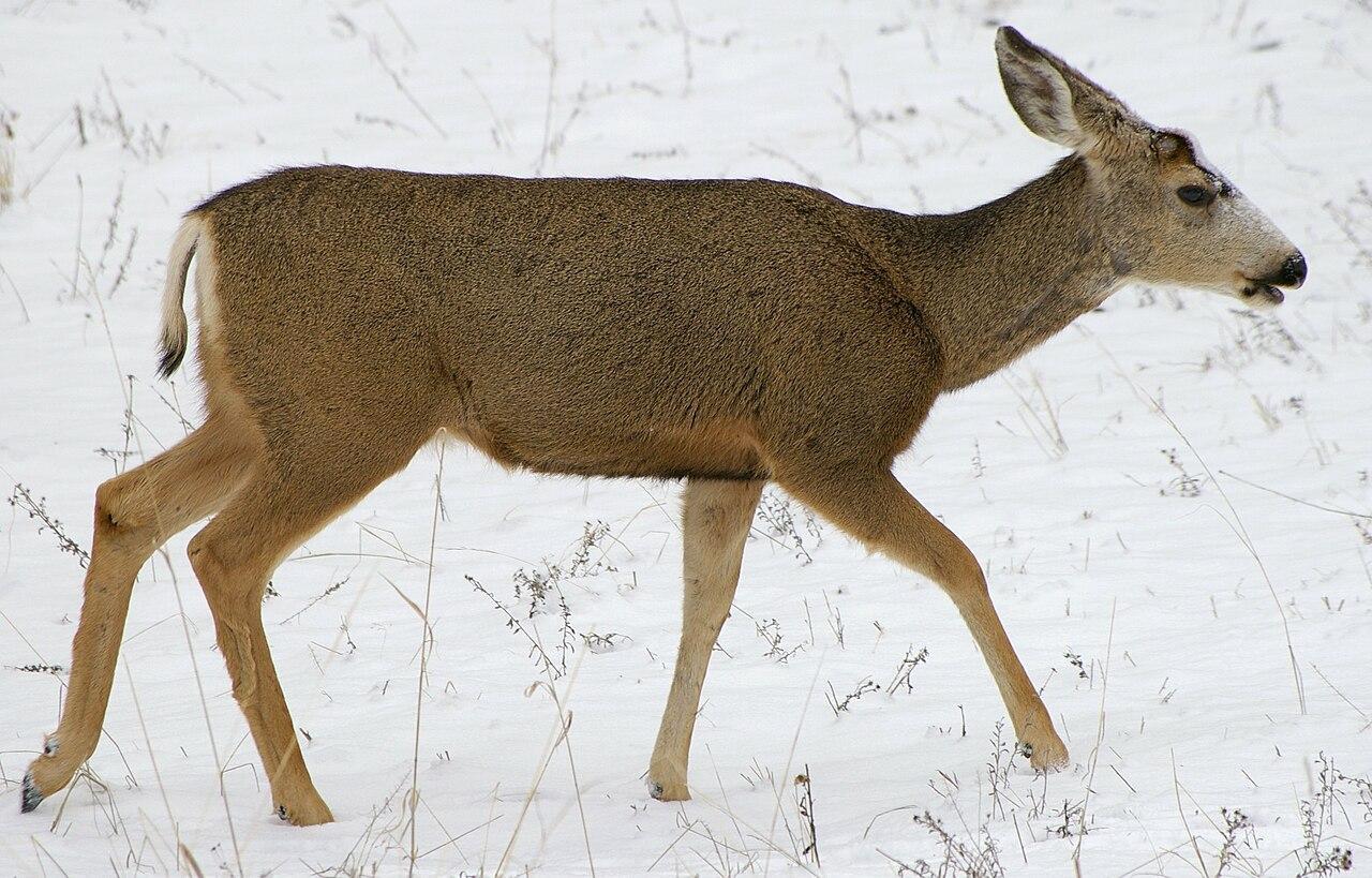A picture of a deer in the snow