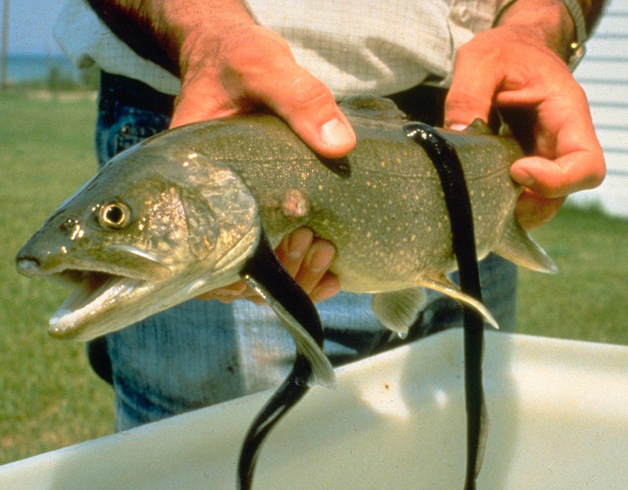 A photograph of a sea lamprey feeding on a fish