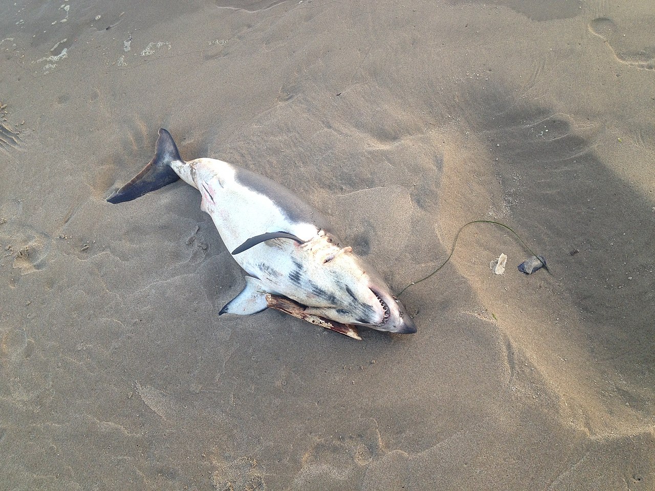 A photograph of a great white shark washed ashore