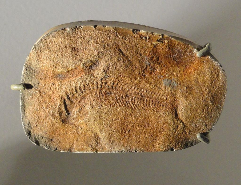 A photograph of a fossil found in Australia