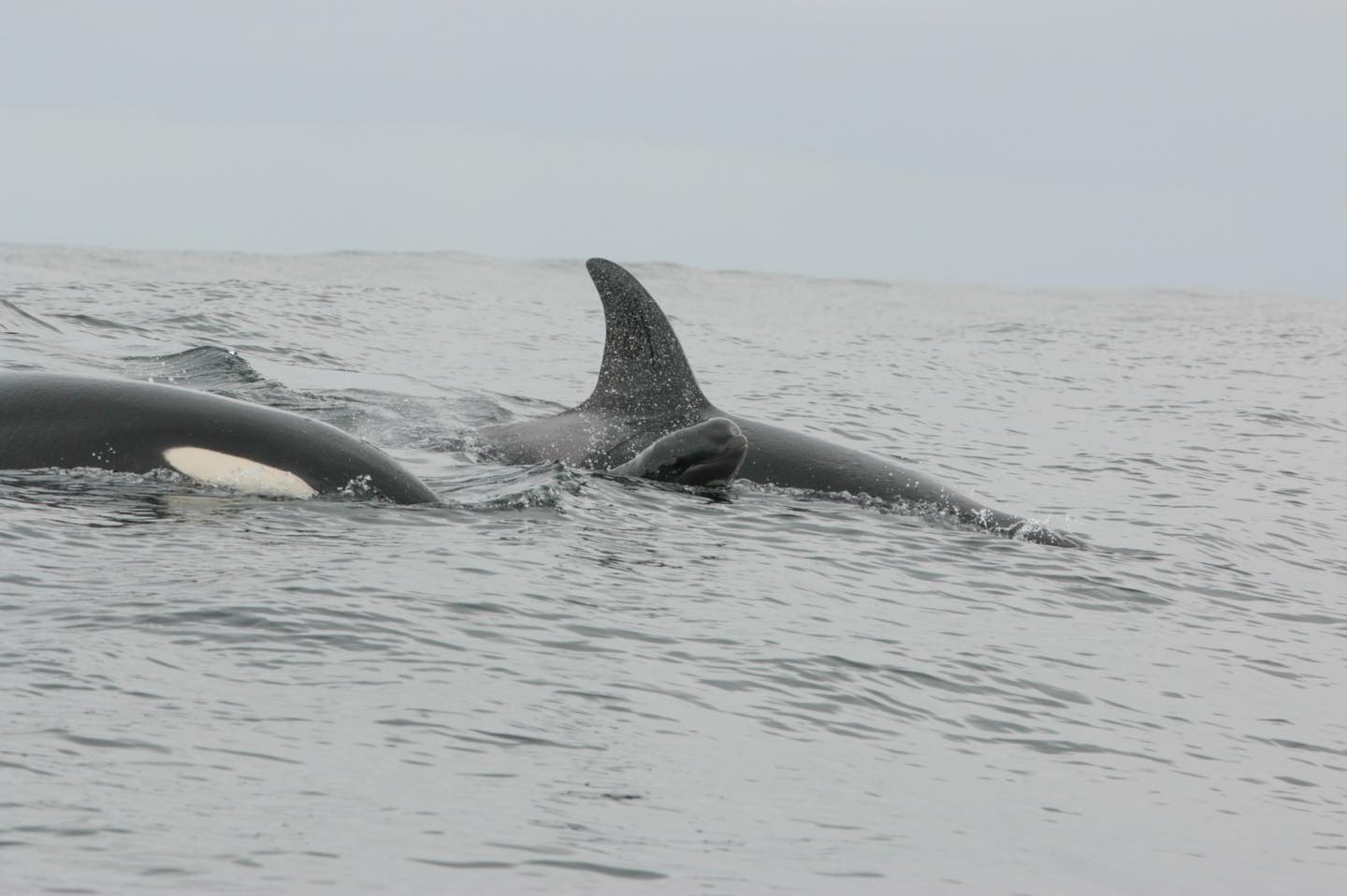 An ocra swimming alongside a baby pilot whale
