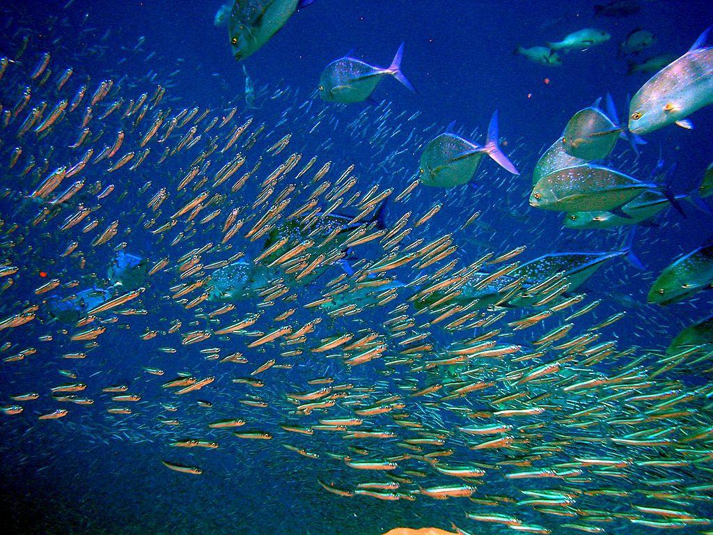 A photograph of a school of fish