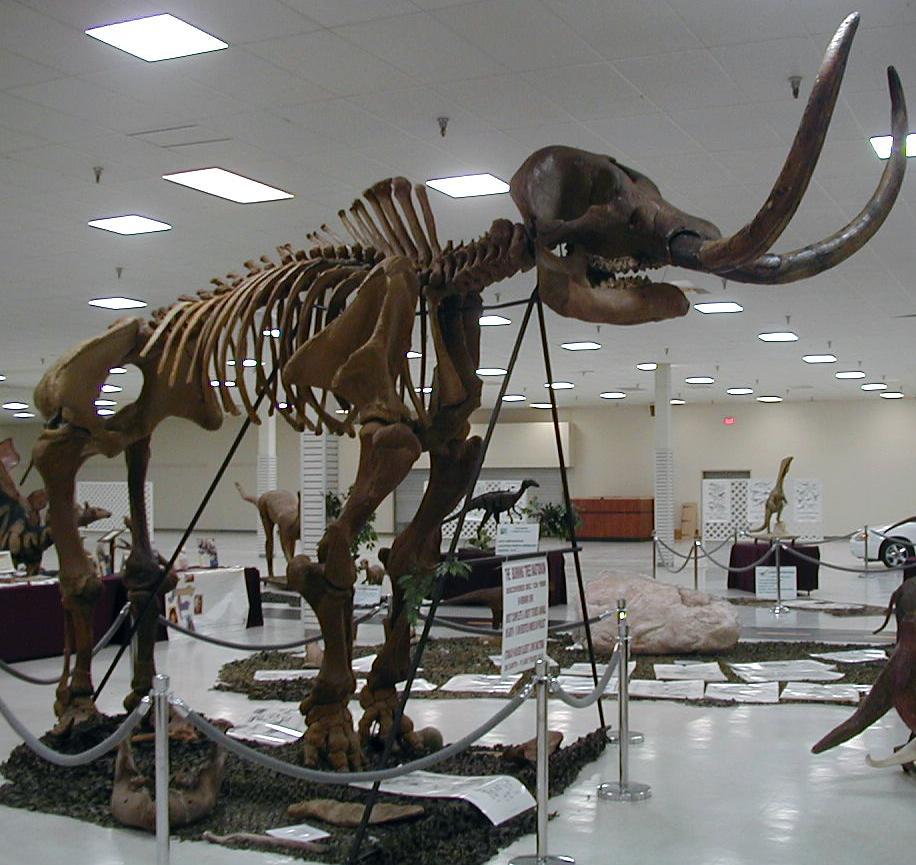 A photograph of a Mastodon Skeleton