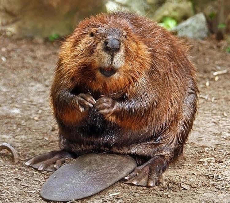 A photograph of an adult beaver