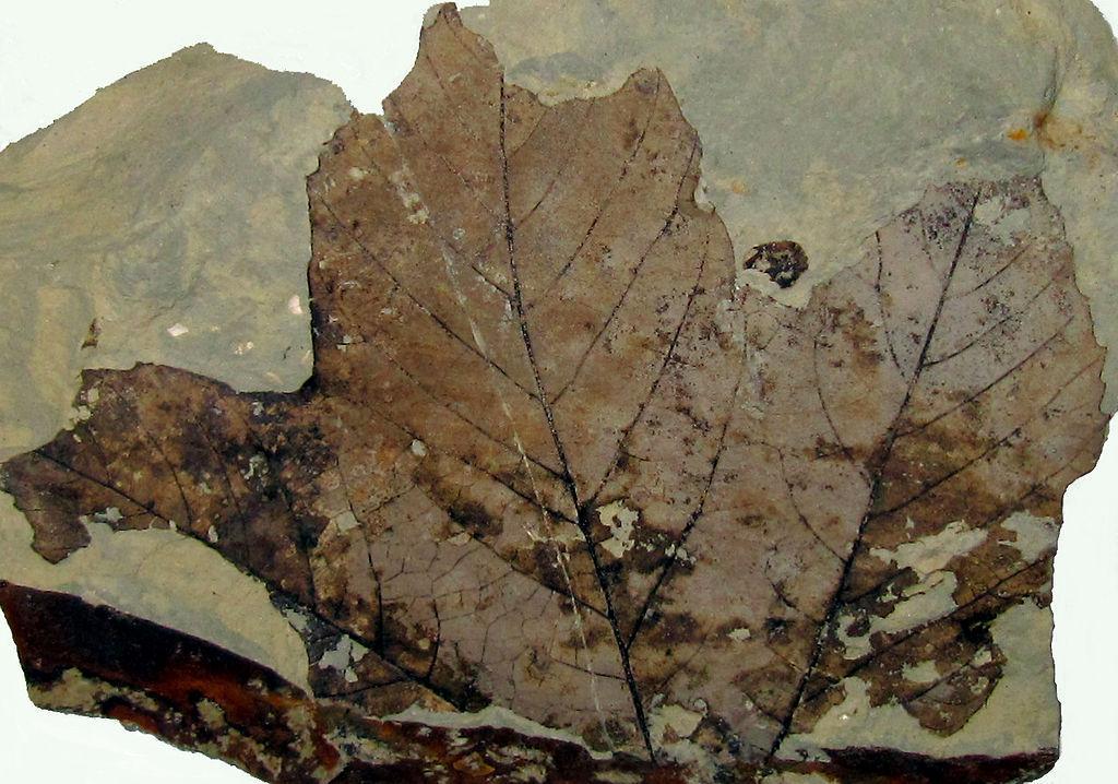 A photograph of a fossilized leaf