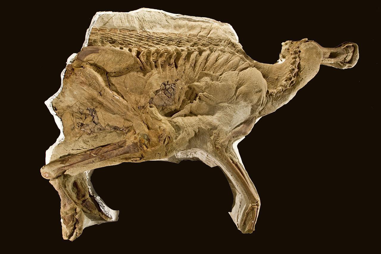 A photograph of a mummified dinosaur