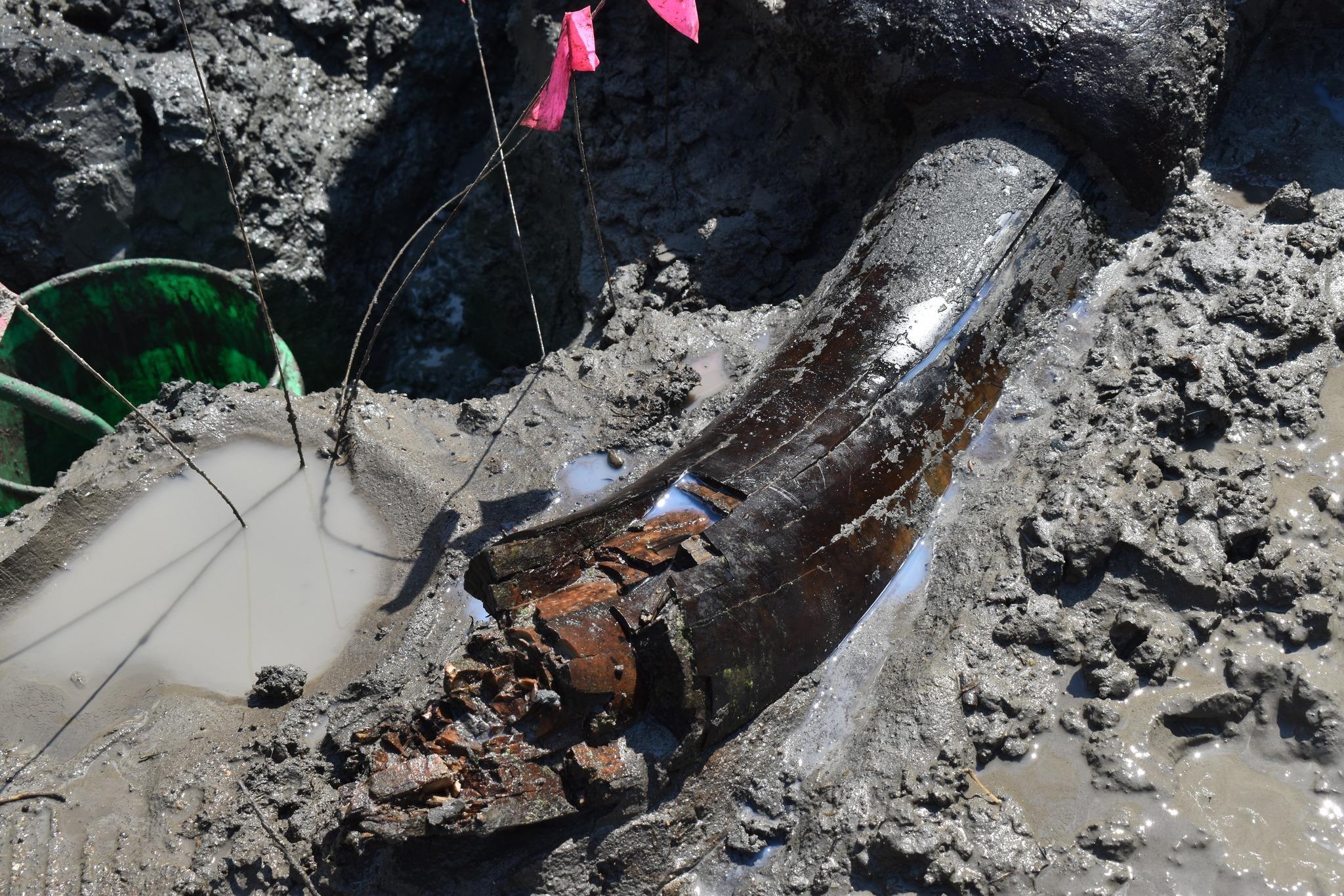 A photograph of a large mastodon tusk