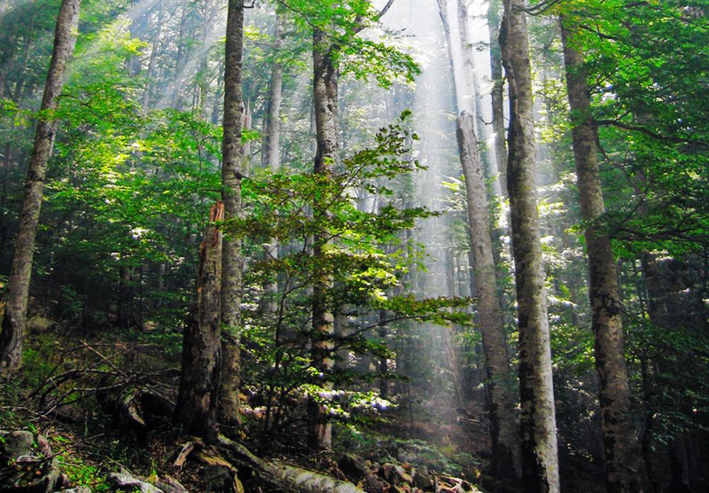 A photograph taken within a large forest