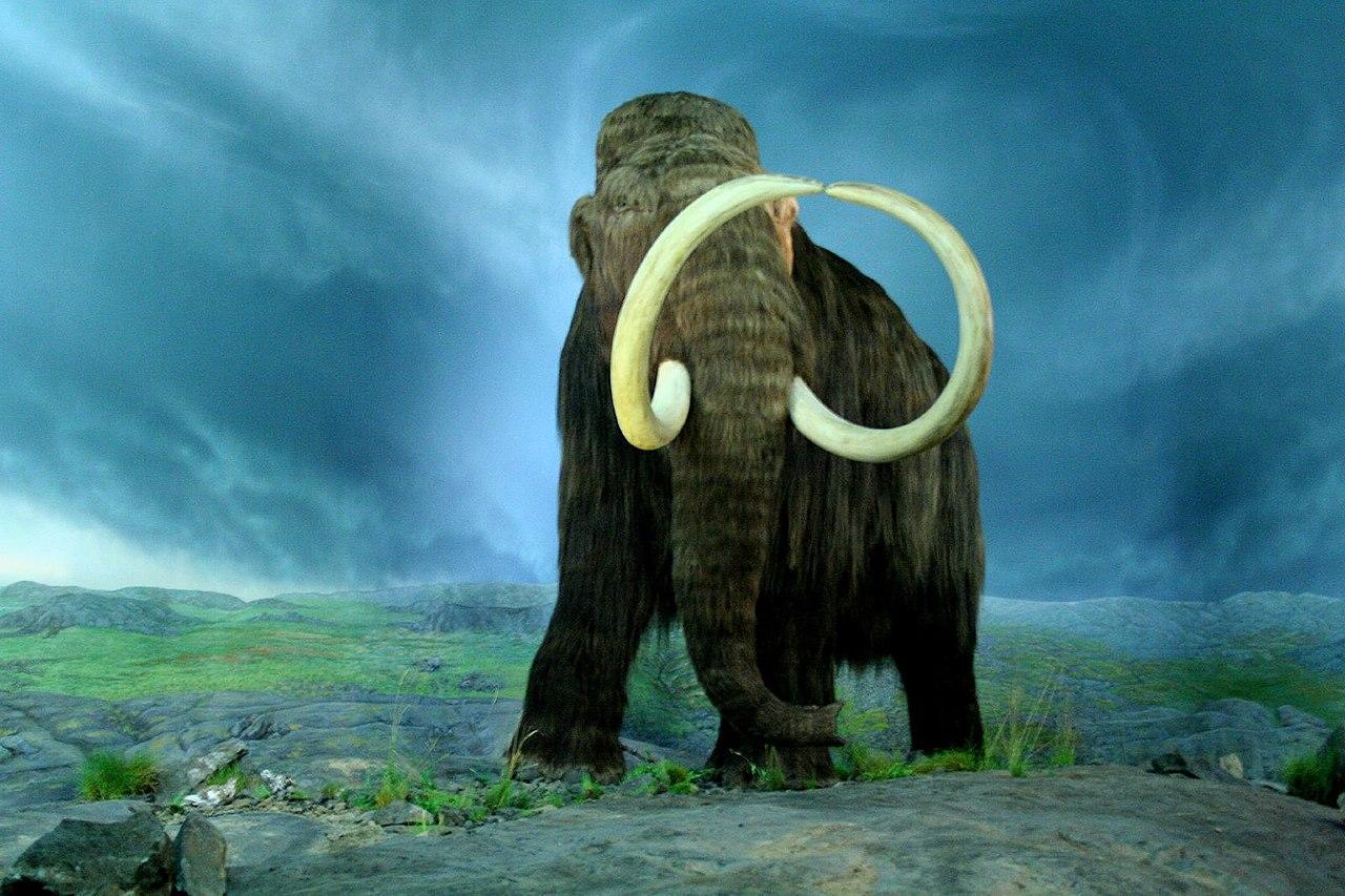 An artist's depiction of a wooly mammoth