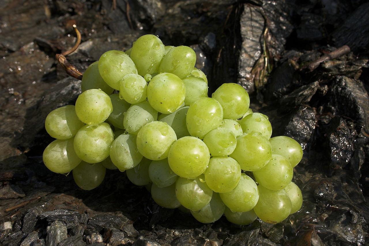 A photograph of green grapes lying on the ground