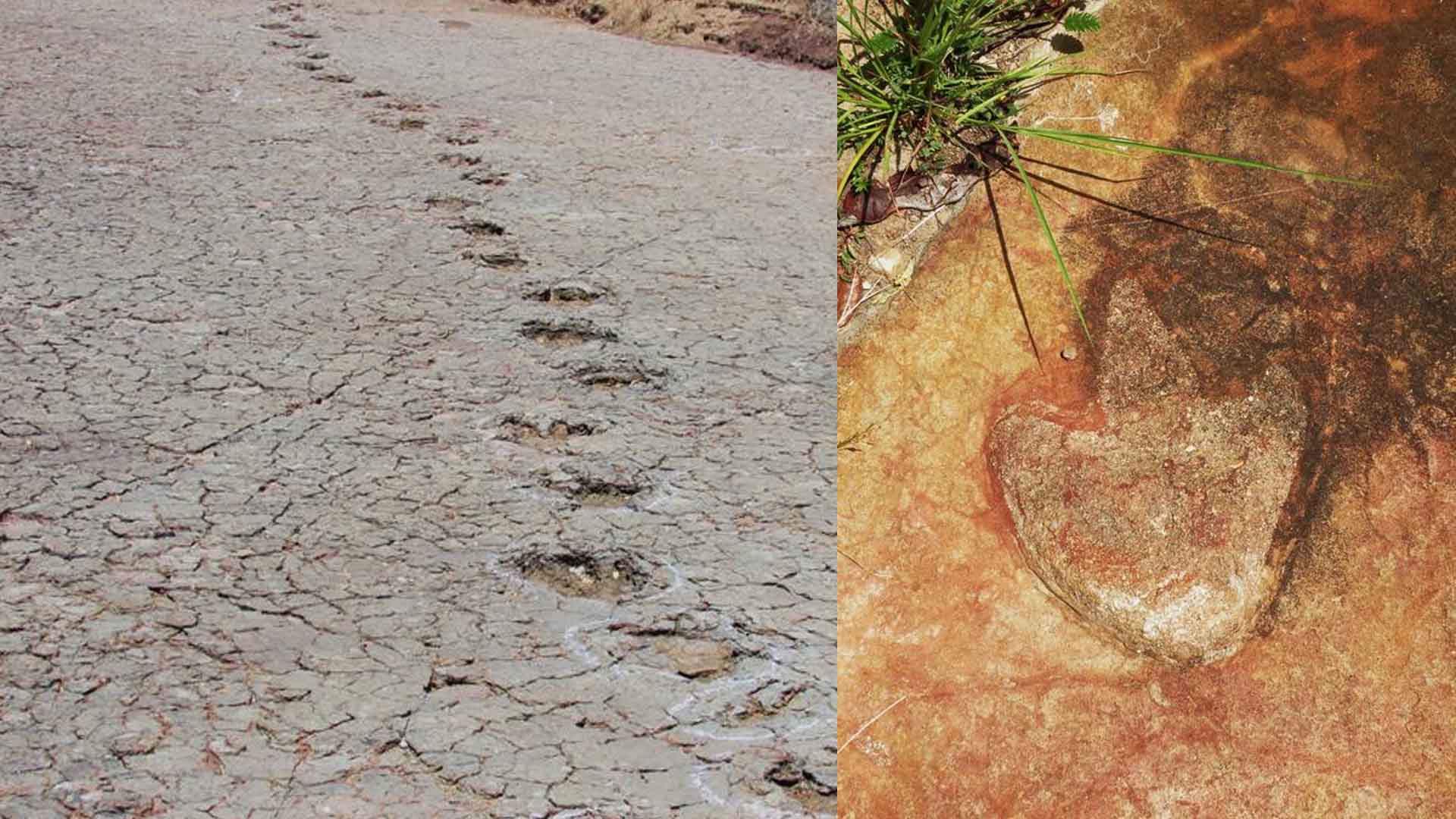 dinosaur tracks