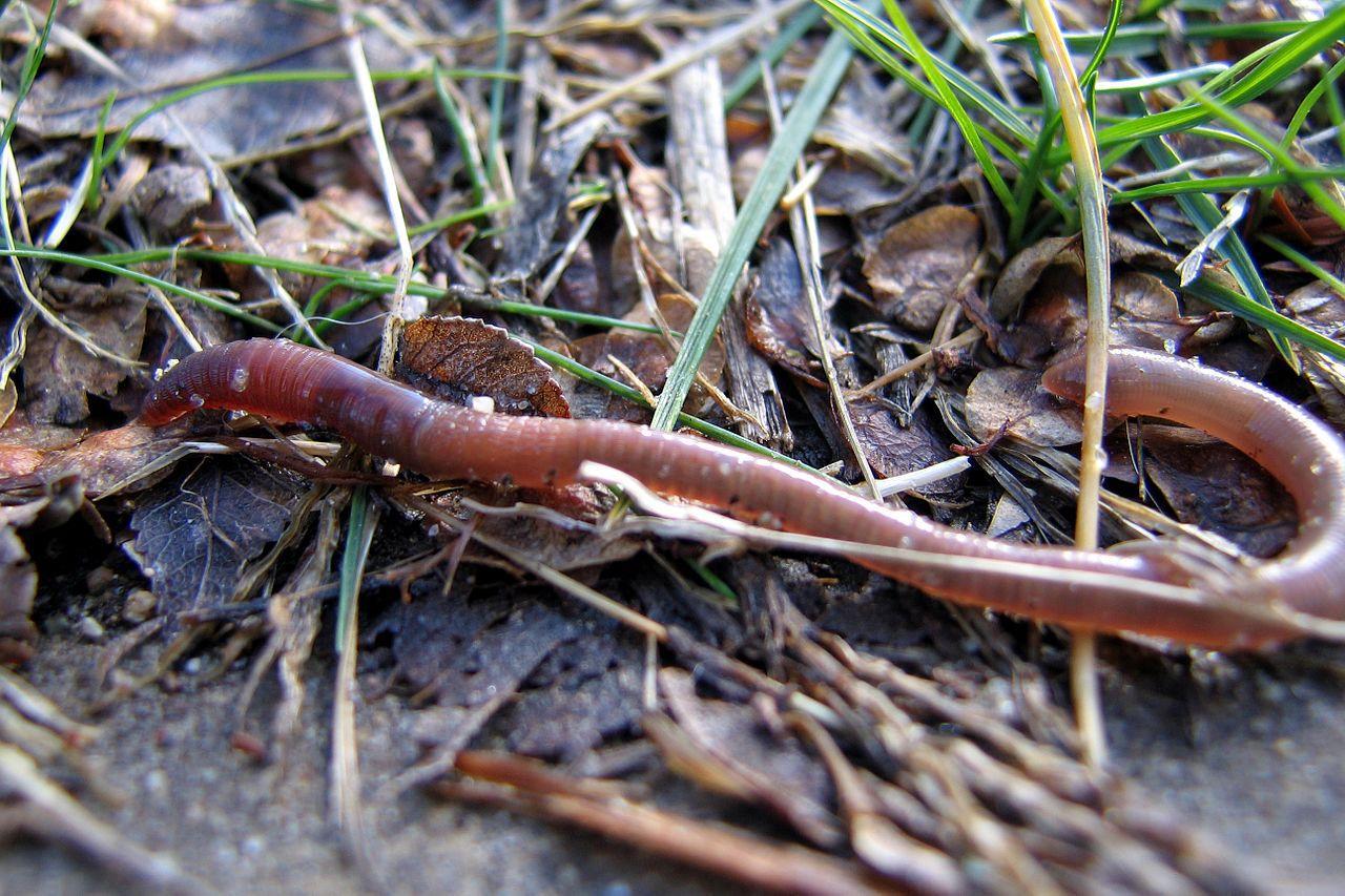 A photograph of a large earthworm found in the wild
