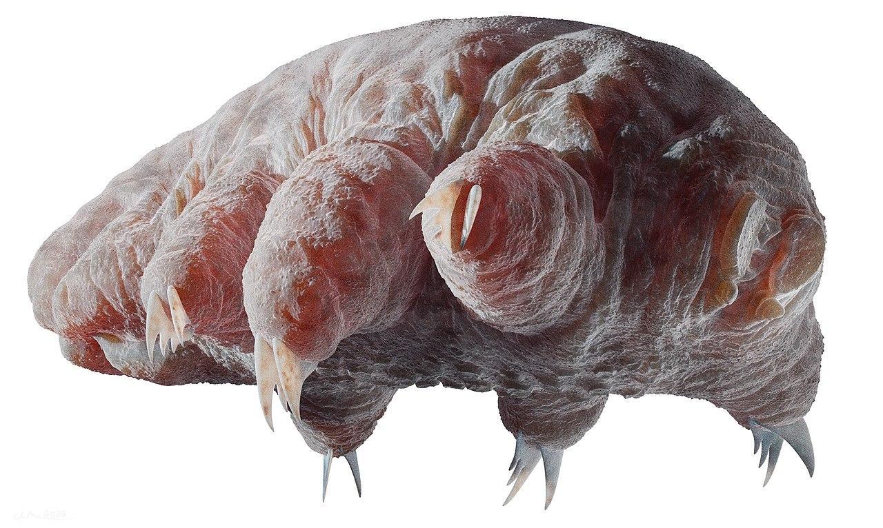 A photograph of a Tardigrade