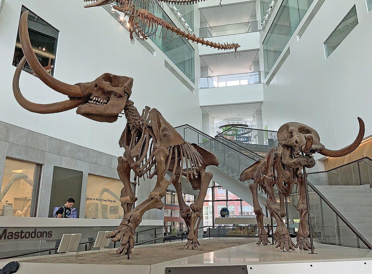A photograph of two mastodon skeletons on display in a museum