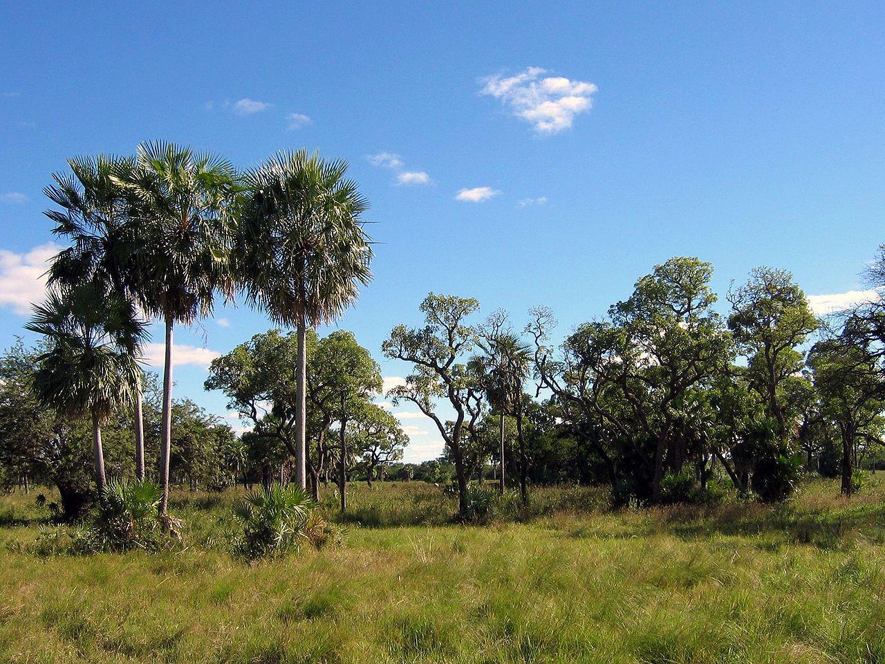 A photograph of several trees in the American Gran Chaco