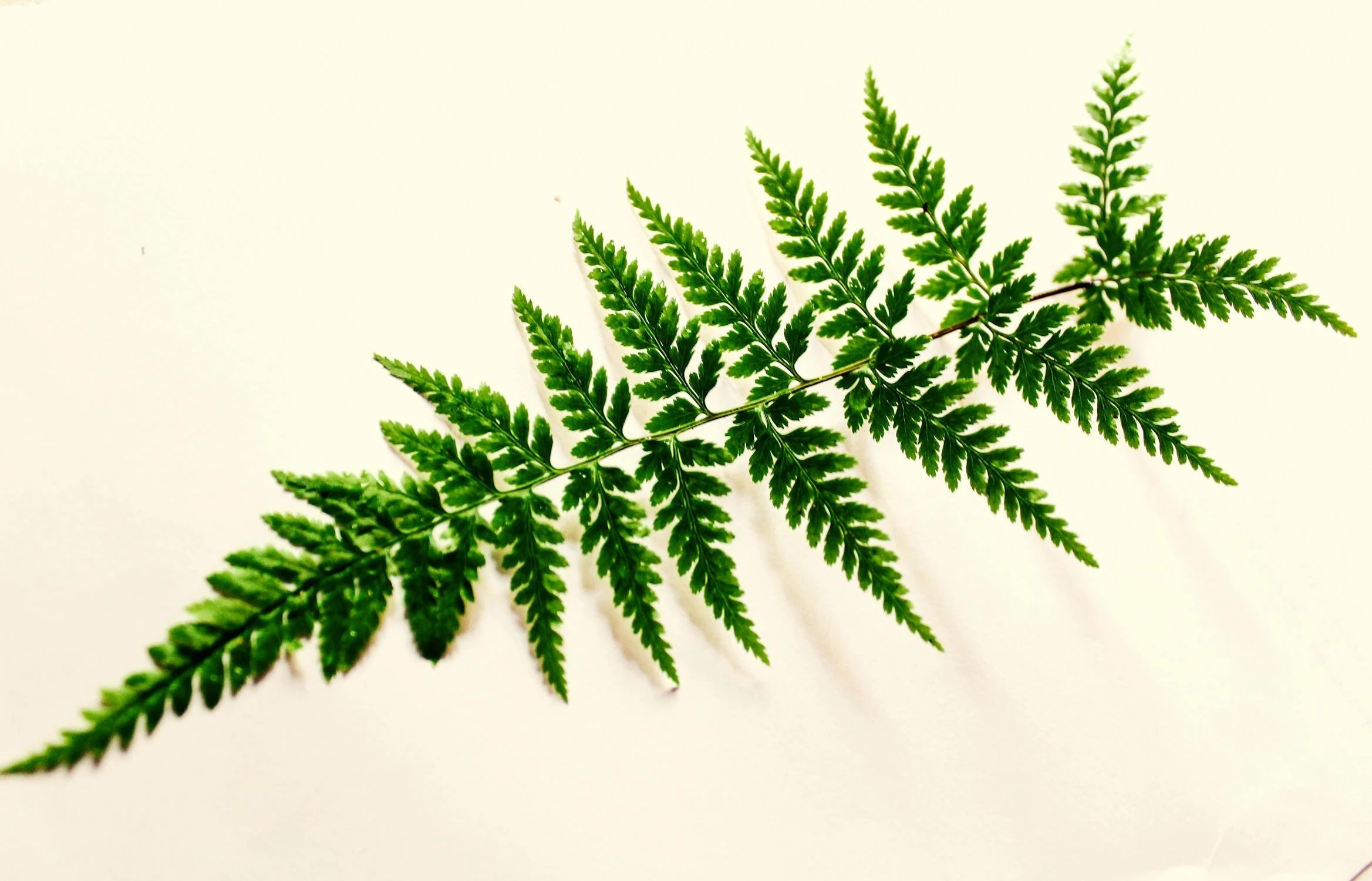 Green Leaf Photography