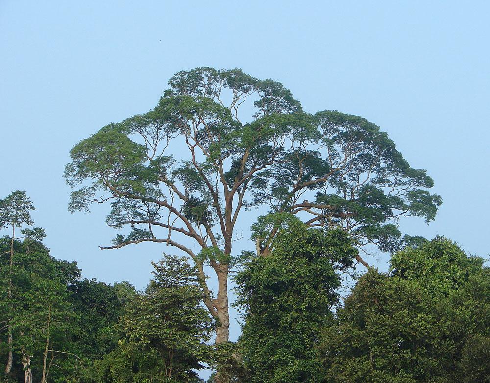 A photograph of a tree towering over others in Asia