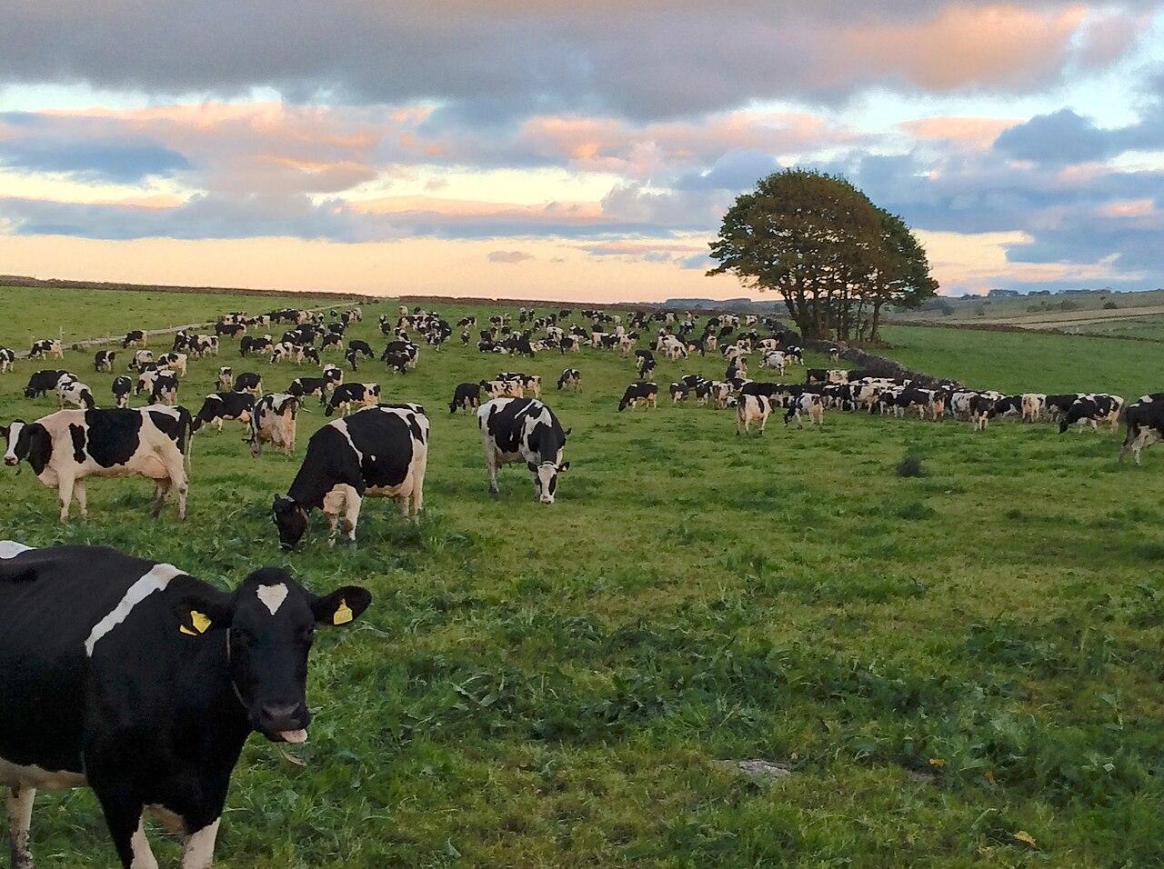 A photograph of several cows in a field in England