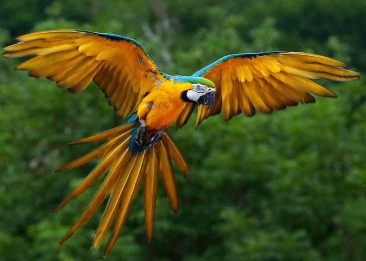 A photograph of a yellow macaw in a forest