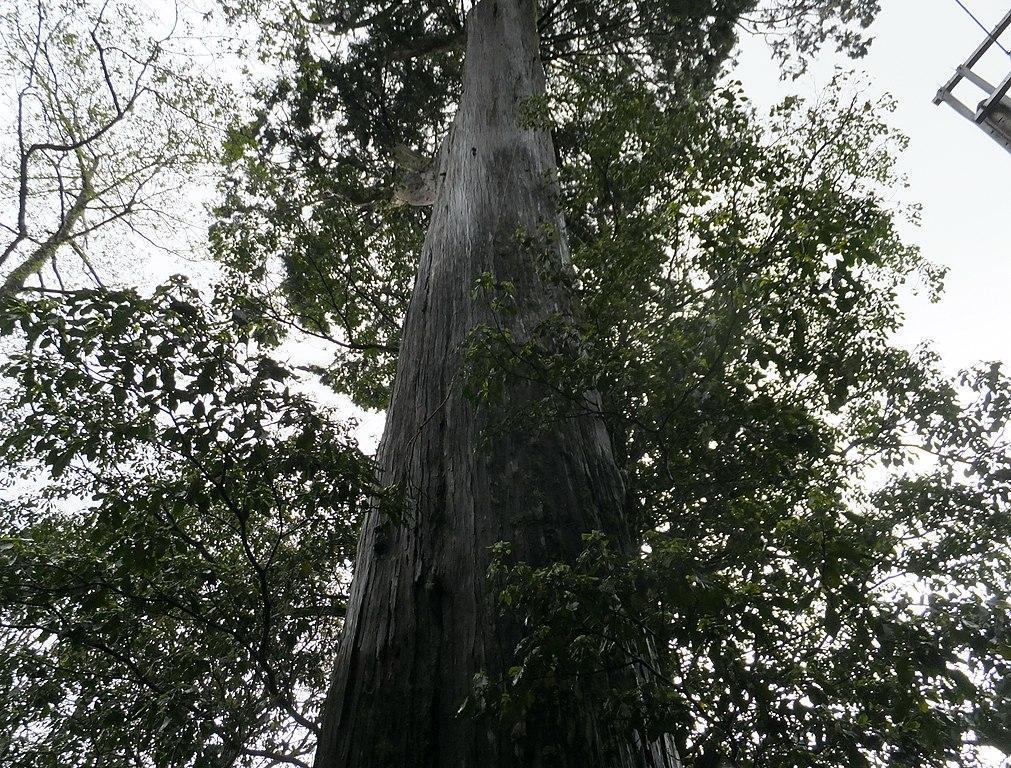 A photograph of the trunk of an enormous cypress tree