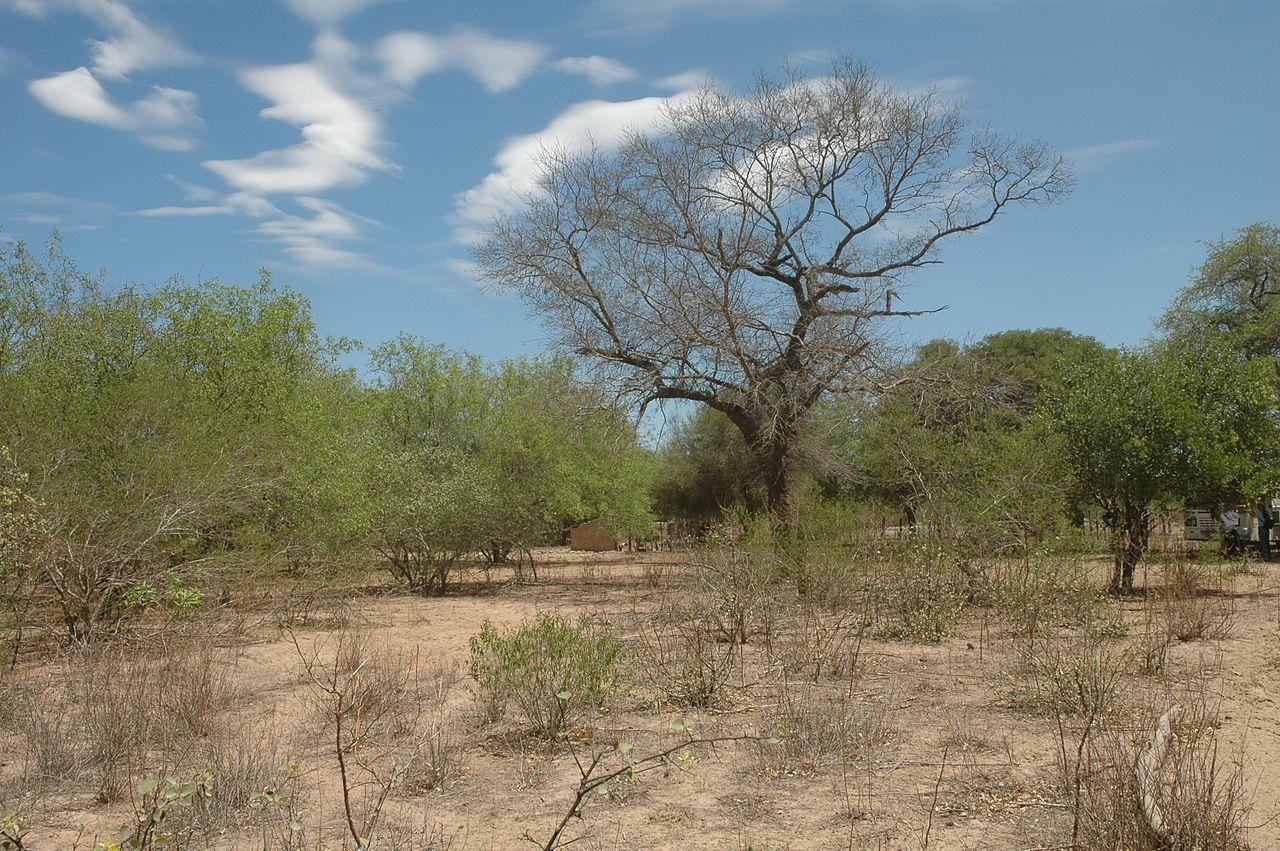 A photograph of the Chaco Forest