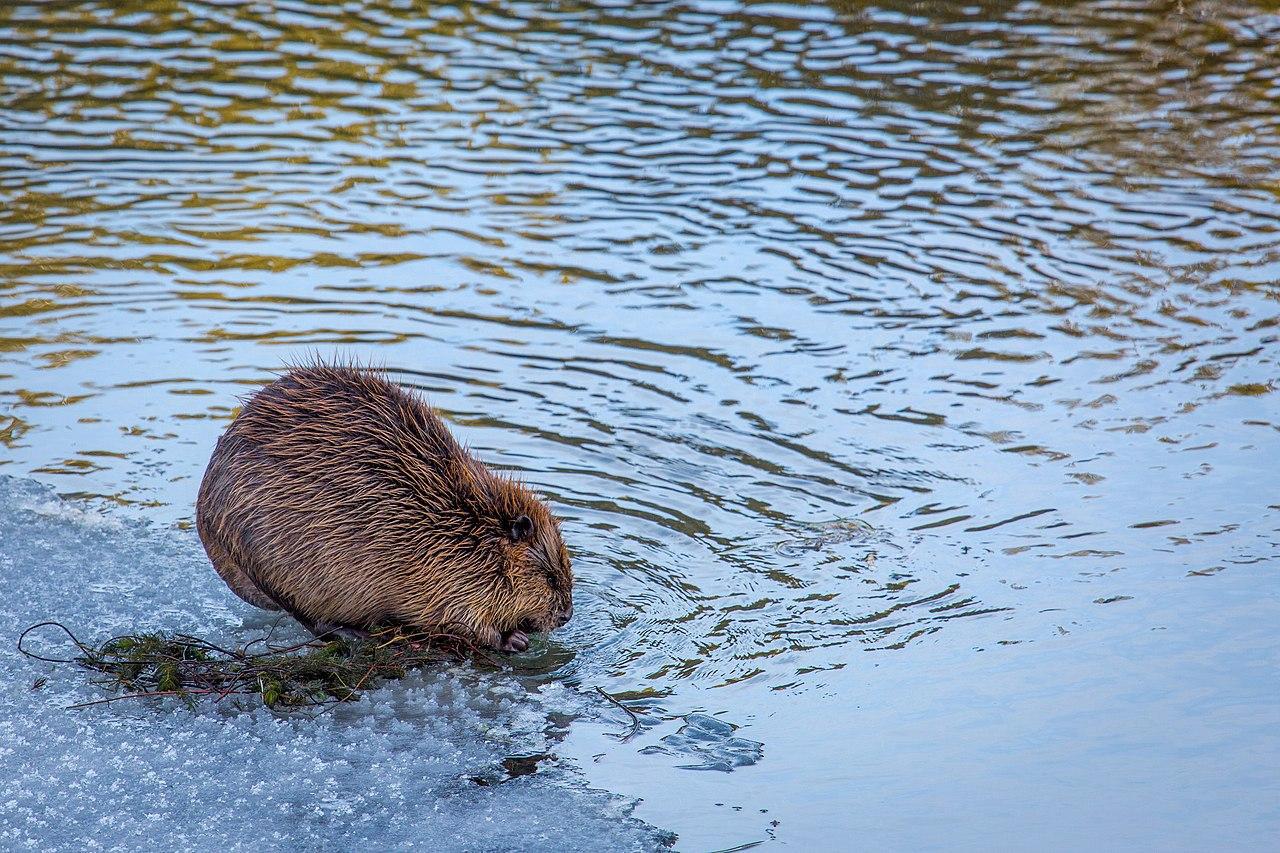 A photograph of a beaver in a river
