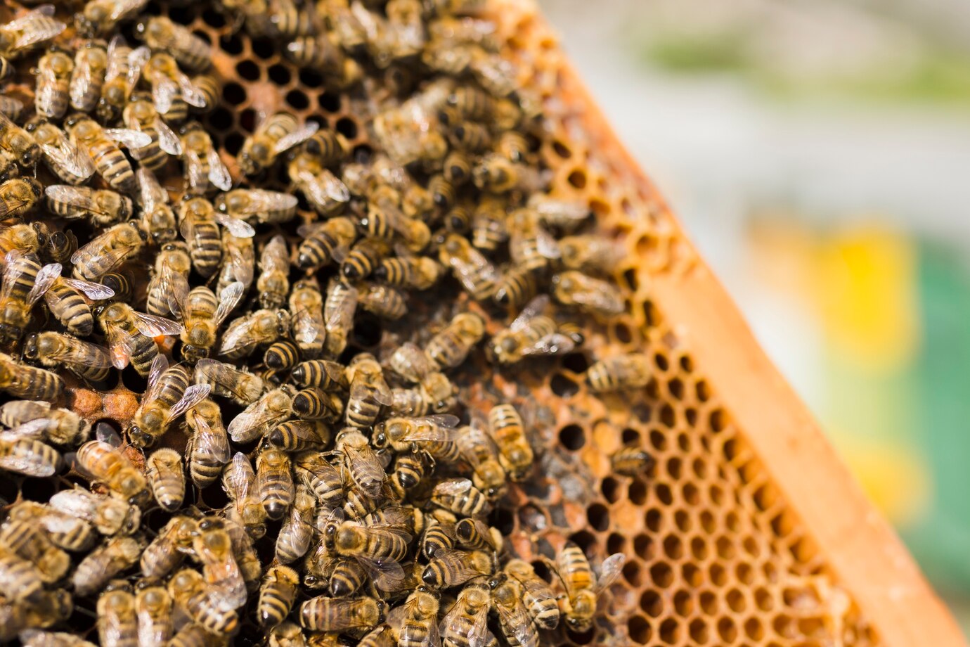 Bees on honeycomb