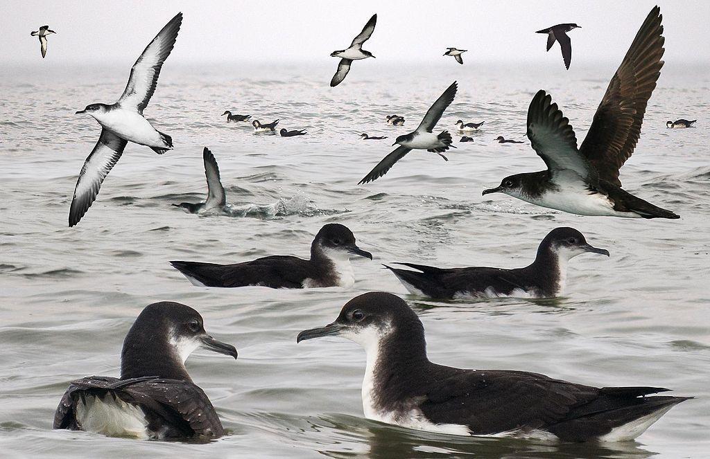 A photograph of Manx shearwaters in the ocean