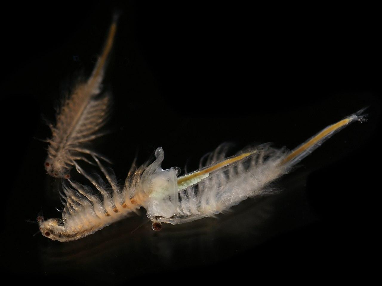 A photograph of a large brine shrimp