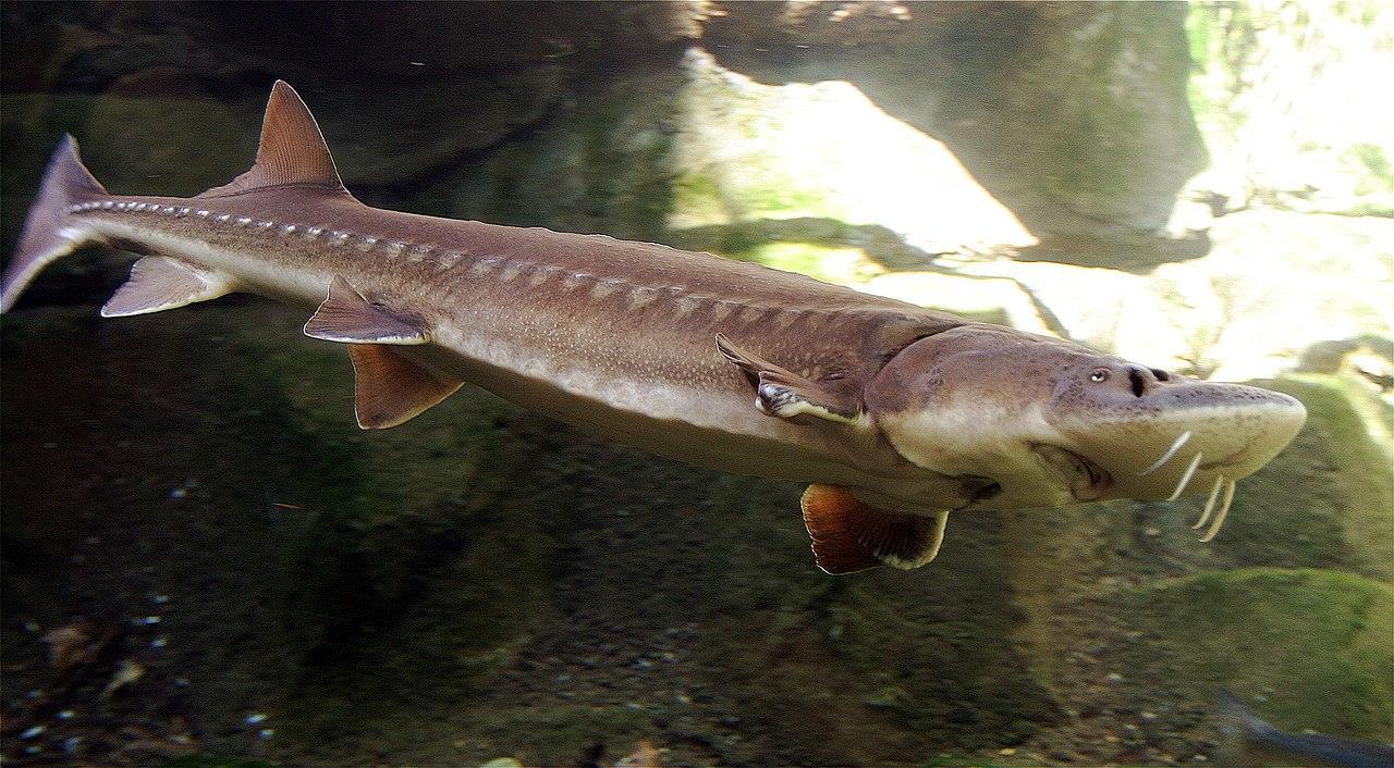 A photograph of a sturgeon swimming in a river