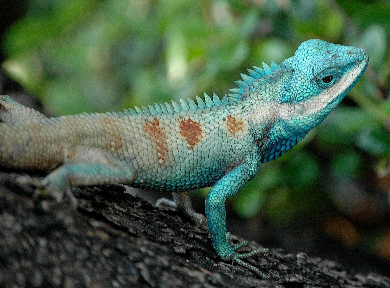 A photograph of a blue-crested Bangkok lizard