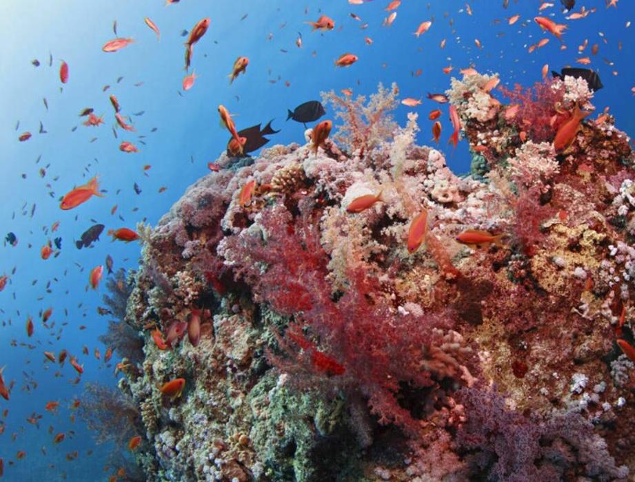 A photograph of numerous fish swimming around a large reef