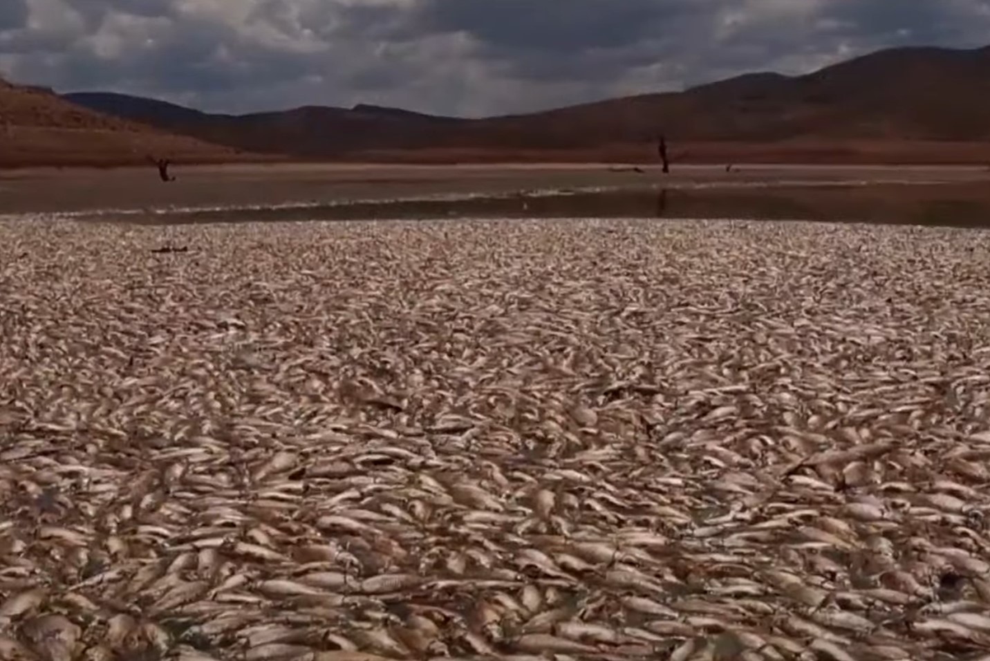 Dead fish in the Bustillos Lagoon