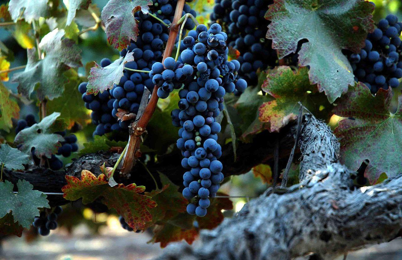 A photograph of a vine of grapes