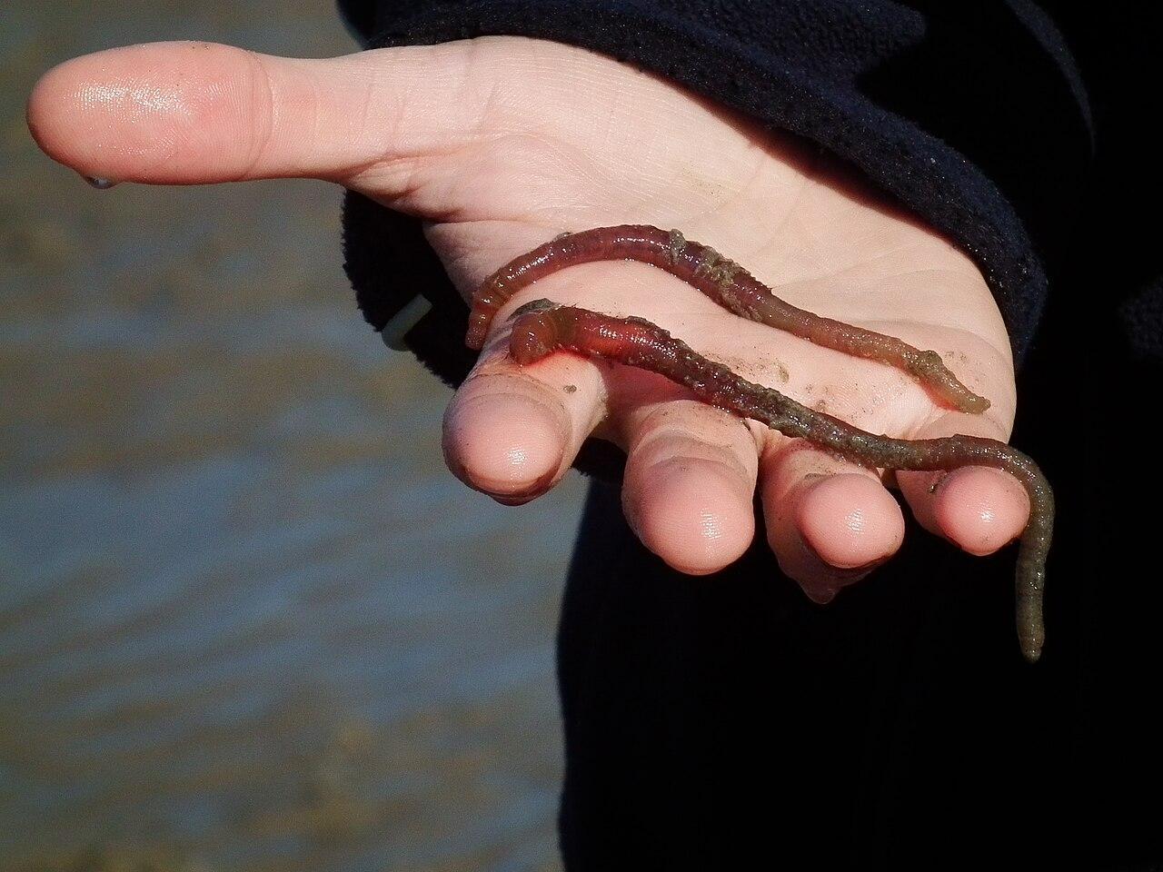 A photograph of a man pictured holding several roundworms