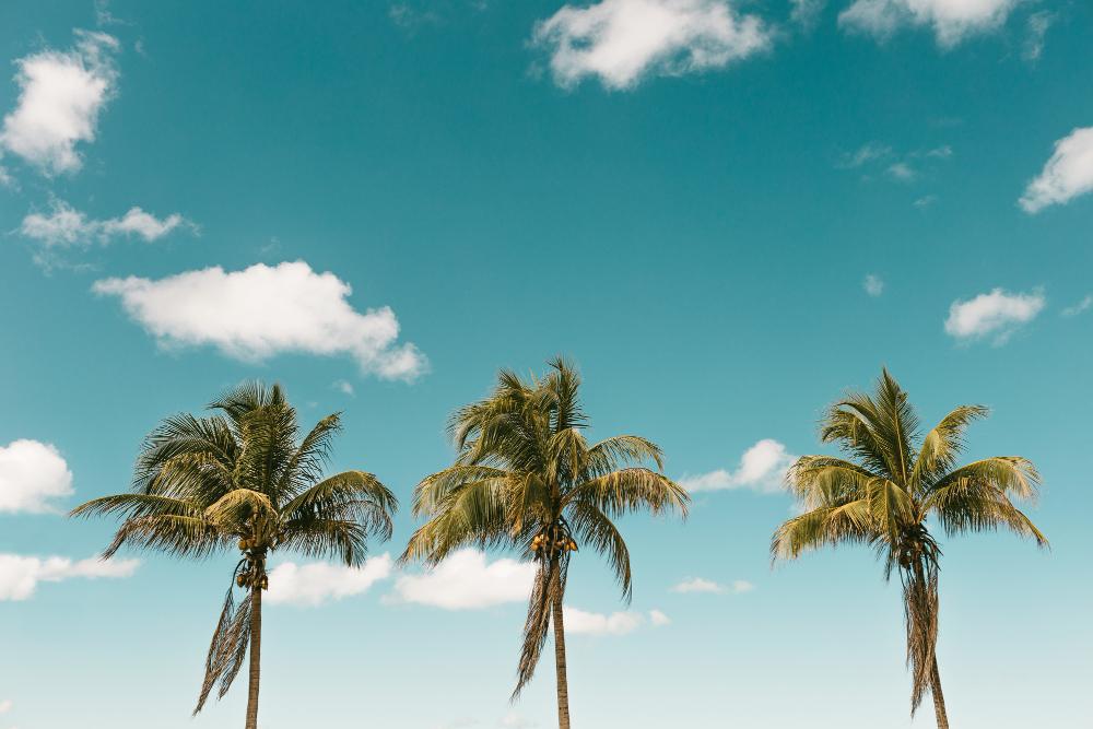 A photograph of a palm tree