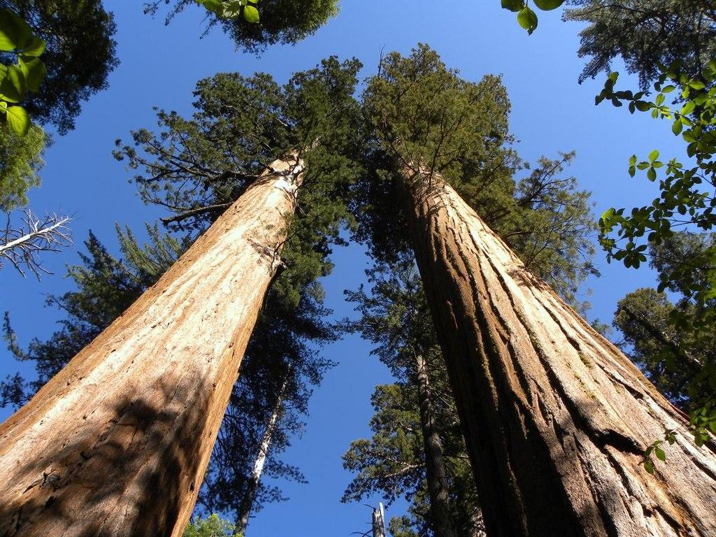 A photograph of several large trees found in a forest