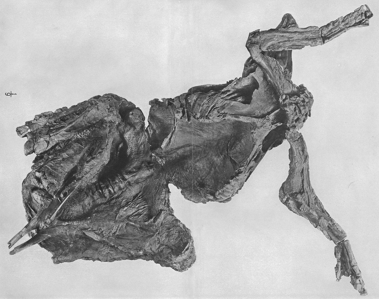 A photograph of a mummified dinosaur