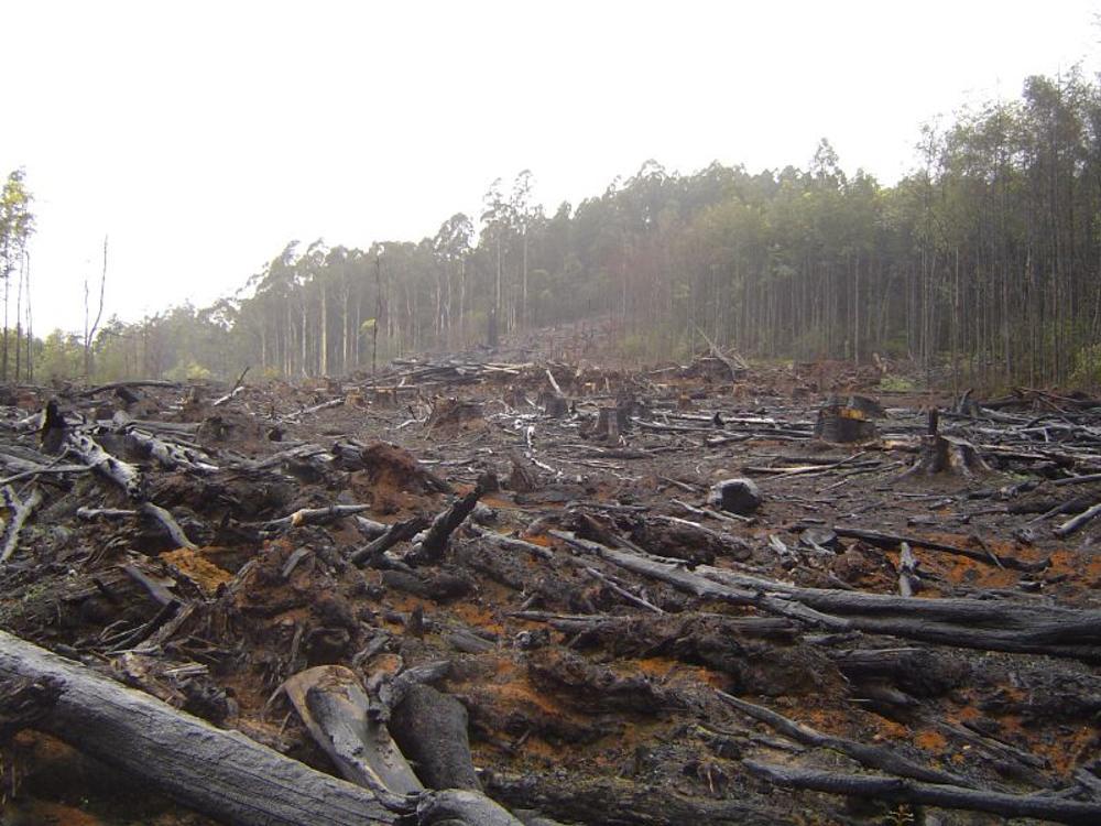 A photograph of a large swathe