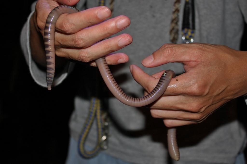 A photograph of a giant earthworm