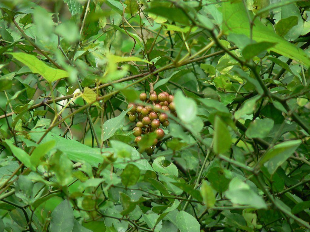 A photograph of wild grapes growing in the jungle