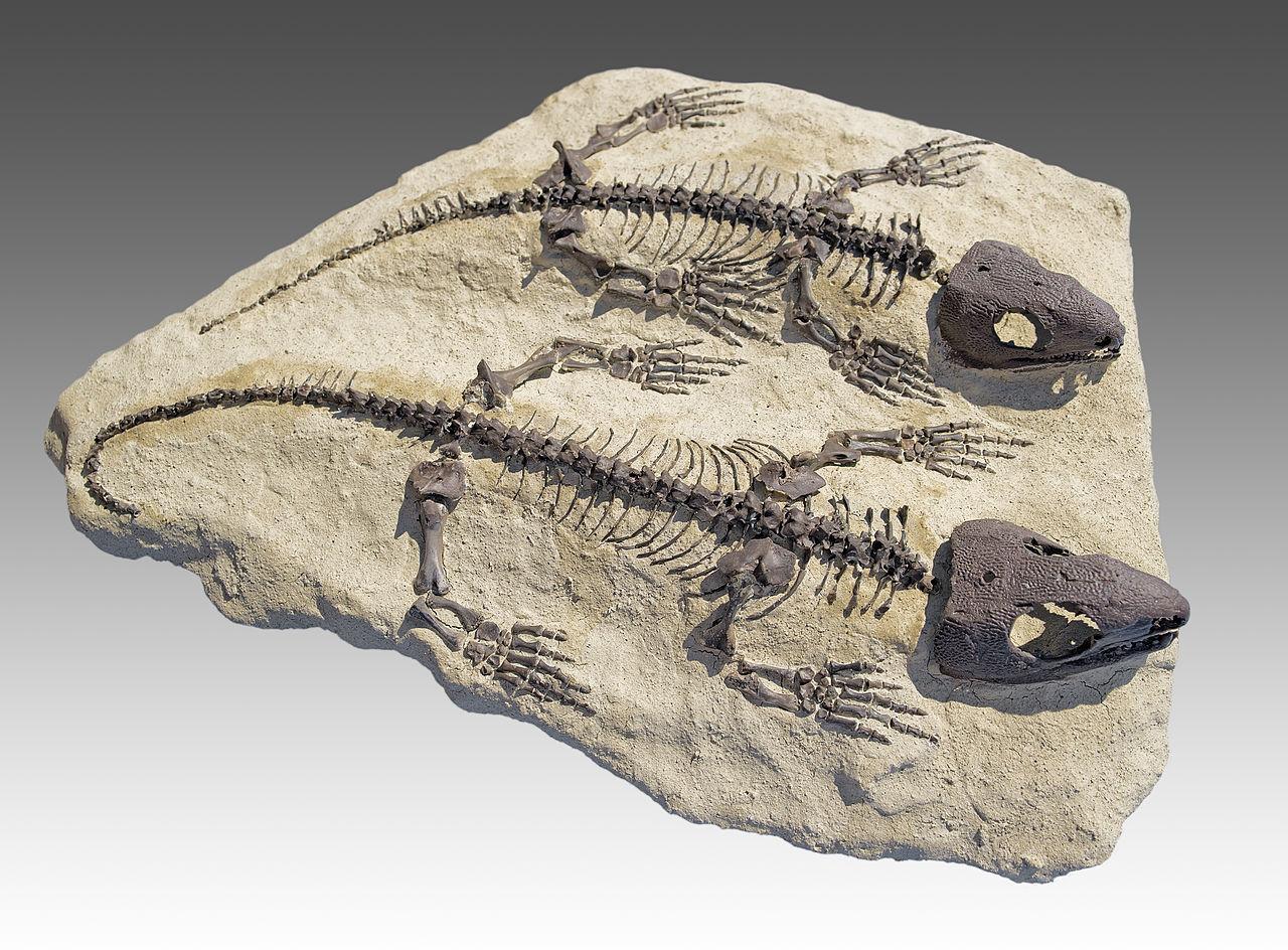 A photograph of two reptile fossils encased in stone
